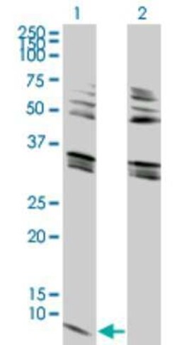 GNG2 Antibody (4C8), Novus Biologicals 0.1 mg | Buy Online | Novus Biologicals | Fisher Scientific