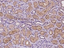 GNL1 Antibody, Novus Biologicals 100 &mu;g | Buy Online | Novus Biologicals | Fisher Scientific