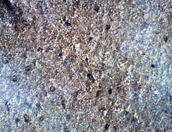 GOLGA3 Antibody, Novus Biologicals 100 &mu;g; Unconjugated:Antibodies,