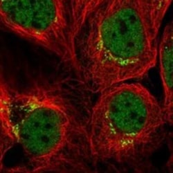 GOLGA4 Rabbit anti-Human, Polyclonal, Novus Biologicals 25 &mu;g; Unconjugated:Antibodies,