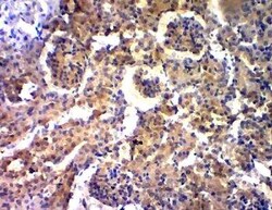 GOLGA4 Antibody, Novus Biologicals 100 &mu;g | Buy Online | Bio-Techne | Fisher Scientific