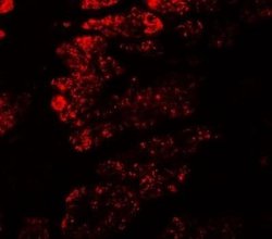GOLGA5 Antibody - BSA Free, Novus Biologicals 0.1 mg; Unconjugated:Antibodies,