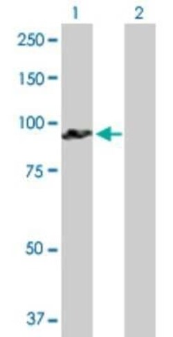 GOLGA5 Antibody, Novus Biologicals 0.05 mg | Buy Online | Novus Biologicals | Fisher Scientific