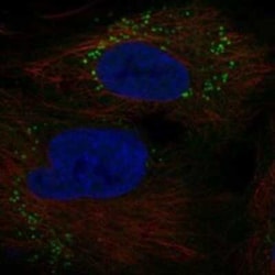 GOLGA6B Rabbit anti-Human, Polyclonal, Novus Biologicals 25 &mu;g; Unconjugated:Antibodies,