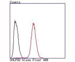 GOLM1 Rabbit anti-Human, Clone: JA63-03, Novus Biologicals 100&mu;L:Antibodies,