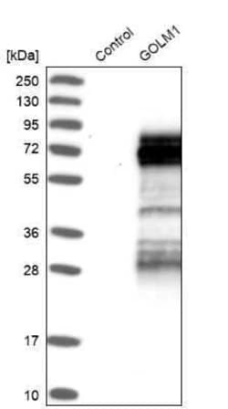 GOLM1 Antibody, Novus Biologicals 25 &mu;L; Unconjugated:Antibodies, Polyclonal
