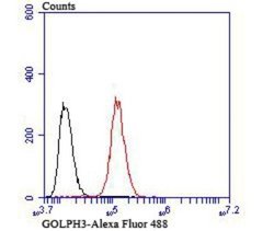 GOLPH3 Rabbit anti-Human, Mouse, Rat, Polyclonal, Novus Biologicals 100