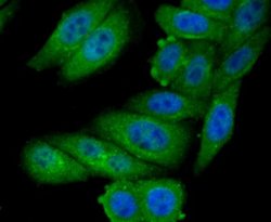 GOLPH3 Rabbit anti-Human, Mouse, Rat, Polyclonal, Novus Biologicals 100