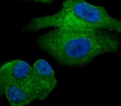 GOLPH3 Rabbit anti-Human, Mouse, Rat, Polyclonal, Novus Biologicals 100