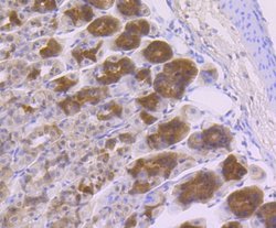 GOLPH3 Rabbit anti-Human, Mouse, Rat, Polyclonal, Novus Biologicals 100