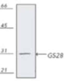 GOSR1 Antibody (HFD9), Novus Biologicals:Antibodies:Primary Antibodies