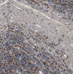 GOT2 Antibody, Novus Biologicals 0.1 mL | Buy Online | Novus Biologicals | Fisher Scientific