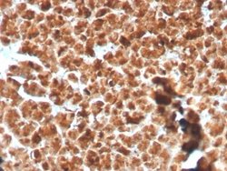 GP2 Antibody (GP2/3134R) - Azide and BSA Free, Novus Biologicals 100 &mu;g;