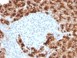 GP2 Antibody (GP2/3416) - Azide and BSA Free, Novus Biologicals 100 &mu;g;