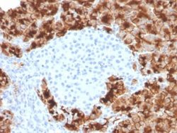 GP2 Mouse anti-Human, Clone: GP2/3416, Novus Biologicals 20 &mu;g; Unconjugated:Antibodies,