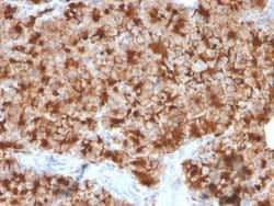 GP2 Mouse anti-Human, Clone: GP2/3416, Novus Biologicals 20 &mu;g; Unconjugated:Antibodies,