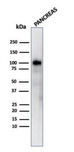GP2 Mouse anti-Human, Clone: GP2/3416, Novus Biologicals 20 &mu;g; Unconjugated:Antibodies,