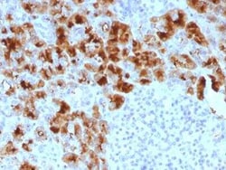 GP2 Antibody (GP2/1803), Novus Biologicals 20 &mu;g; Unconjugated:Antibodies,