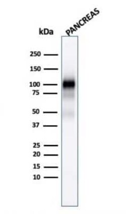 GP2 Antibody (GP2/1803), Novus Biologicals 20 &mu;g; Unconjugated:Antibodies,
