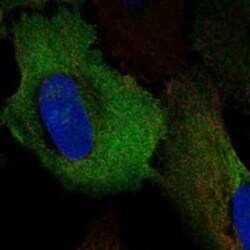 GPAA1 Rabbit anti-Human, Polyclonal, Novus Biologicals 25 &mu;g; Unconjugated:Antibodies,