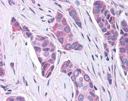 GPER/GPR30 Antibody - BSA Free, Novus Biologicals 0.05 mL, Unconjugated:Antibodies,