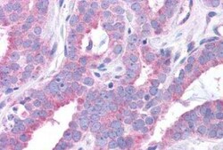 GPER/GPR30 Antibody - BSA Free, Novus Biologicals 0.05 mL, Unconjugated:Antibodies,