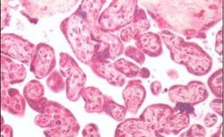 GPER/GPR30 Antibody - BSA Free, Novus Biologicals 0.05 mL, Unconjugated:Antibodies,