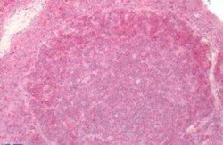 GPER/GPR30 Antibody - BSA Free, Novus Biologicals 0.05 mL, Unconjugated:Antibodies,