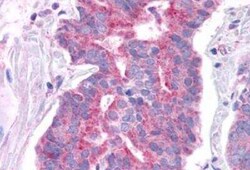 GPER/GPR30 Antibody - BSA Free, Novus Biologicals 0.05 mL, Unconjugated:Antibodies,