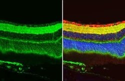 GPM6A Antibody, Novus Biologicals 100 &mu;g | Buy Online | Novus Biologicals | Fisher Scientific