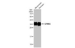 GPM6A Antibody, Novus Biologicals 100 &mu;g | Buy Online | Novus Biologicals | Fisher Scientific