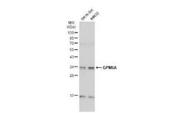 GPM6A Antibody, Novus Biologicals 100 &mu;g | Buy Online | Novus Biologicals | Fisher Scientific