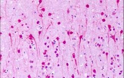 GPR1 Antibody - BSA Free, Novus Biologicals 0.05 mL | Buy Online | Novus Biologicals | Fisher Scientific