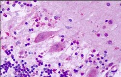 GPR1 Antibody - BSA Free, Novus Biologicals 0.05 mL | Buy Online | Novus Biologicals | Fisher Scientific