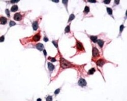 GPR1 Antibody - BSA Free, Novus Biologicals 0.05 mL | Buy Online | Novus Biologicals | Fisher Scientific