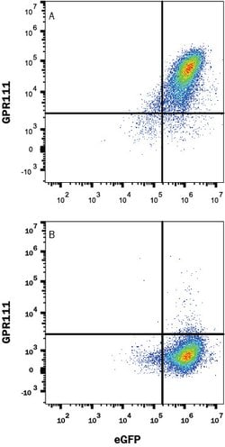 Human GPR111 Antibody, R D Systems 100 ug; Unconjugated:Antibodies, Monoclonal