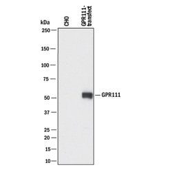 Human GPR111 Antibody, R D Systems 100 ug; Unconjugated:Antibodies, Monoclonal