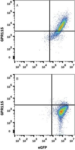 Human GPR115 Antibody, R D Systems 100 &mu;g; Unconjugated:Antibodies,