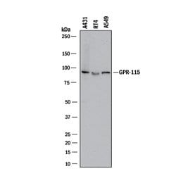 Human GPR115 Antibody, R D Systems 100 &mu;g; Unconjugated:Antibodies,