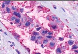 GPR116 Antibody - BSA Free, Novus Biologicals 0.05 mL, Unconjugated:Antibodies,