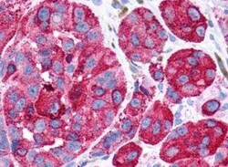 GPR116 Antibody - BSA Free, Novus Biologicals 0.05 mL, Unconjugated:Antibodies,