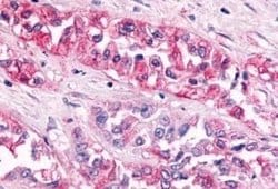 GPR119 Antibody, Novus Biologicals 50 &mu;g | Buy Online | Novus Biologicals | Fisher Scientific