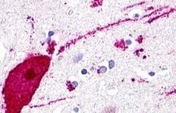 GPR119 Antibody, Novus Biologicals 50 &mu;g | Buy Online | Novus Biologicals | Fisher Scientific