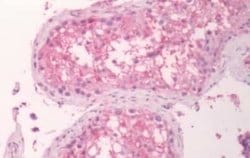 GPR133 Antibody, Novus Biologicals 50 &mu;g; Unconjugated:Antibodies, Polyclonal