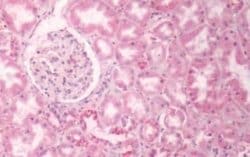 GPR133 Antibody, Novus Biologicals 50 &mu;g; Unconjugated:Antibodies, Polyclonal