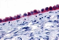 GPR133 Antibody - BSA Free, Novus Biologicals 0.05 mL | Buy Online | Novus Biologicals | Fisher Scientific