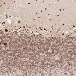 GPR139 Antibody, Novus Biologicals:Antibodies:Primary Antibodies