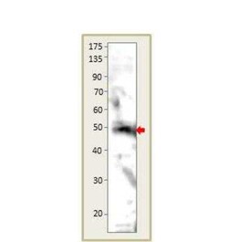 GPR15 Antibody, Novus Biologicals 100 &mu;g; Unconjugated:Antibodies, Polyclonal