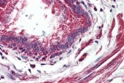 GPR150 Antibody, Novus Biologicals 50 &mu;g | Buy Online | Novus Biologicals | Fisher Scientific