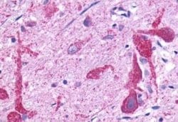 GPR150 Antibody, Novus Biologicals 50 &mu;g; Unconjugated:Antibodies, Polyclonal